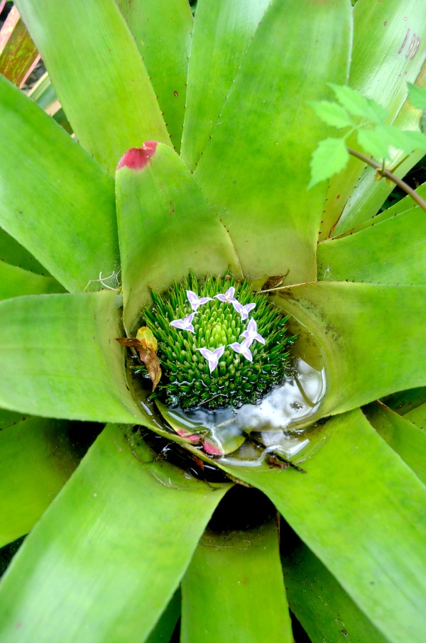 green plant