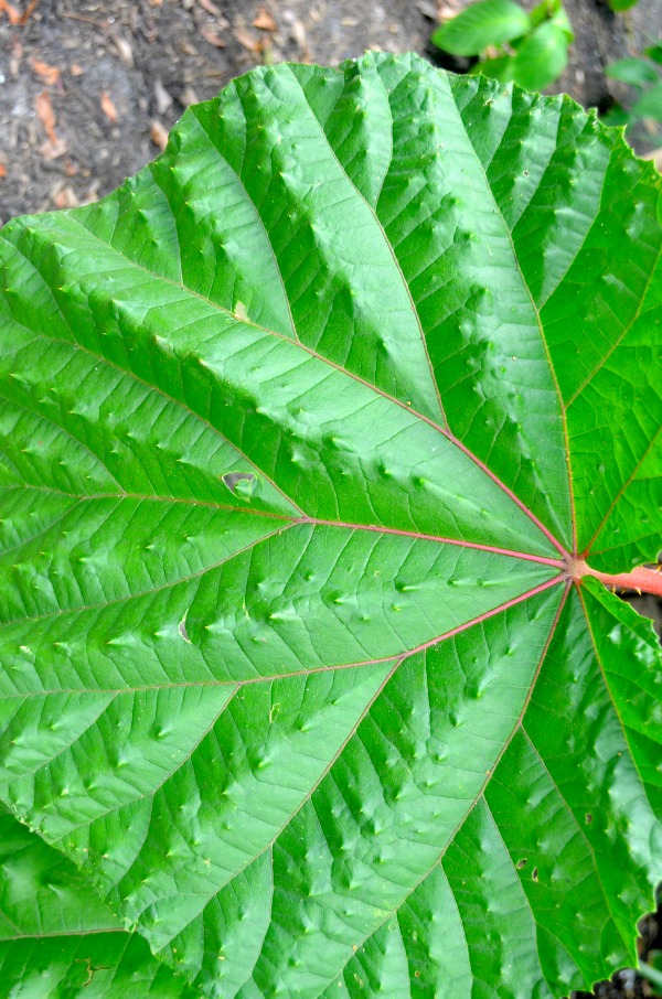 green leaf
