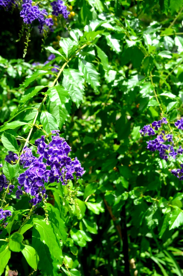 purple flowers