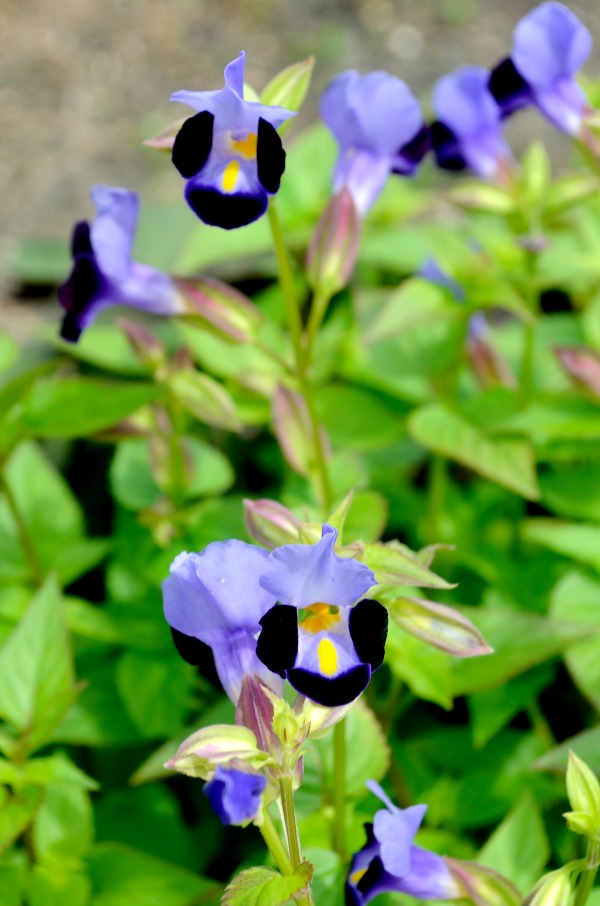 purple flowers