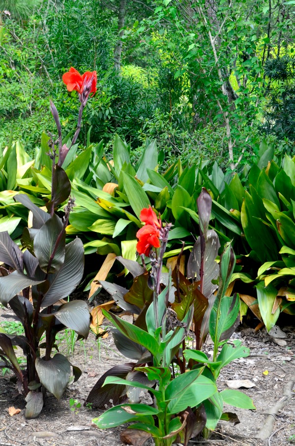 red flowers