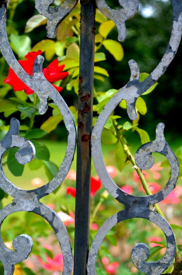 rose garden
