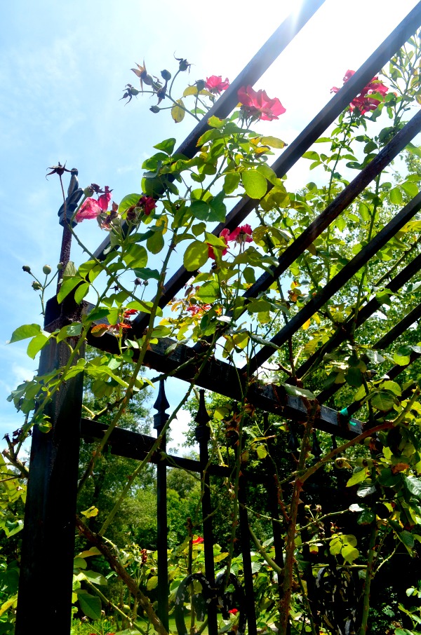 rose garden