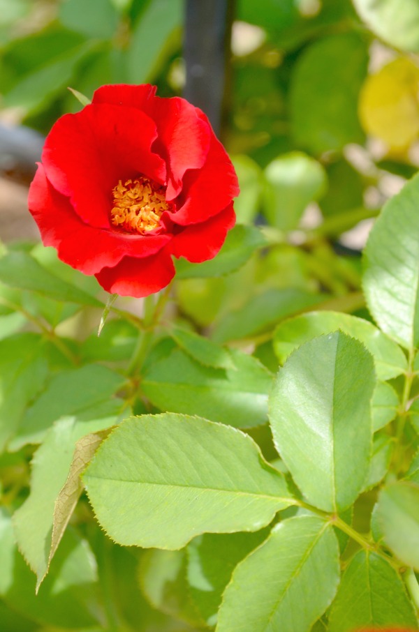 red rose
