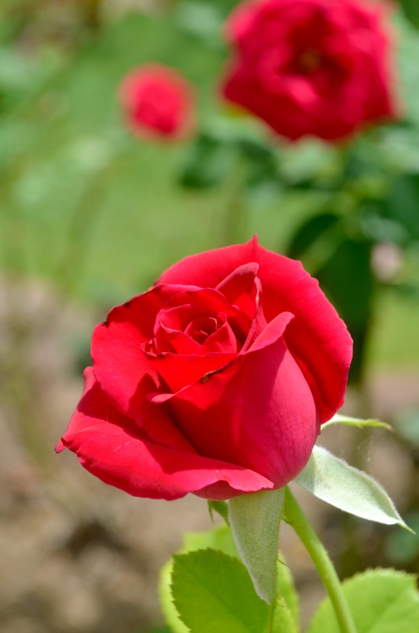 red rose