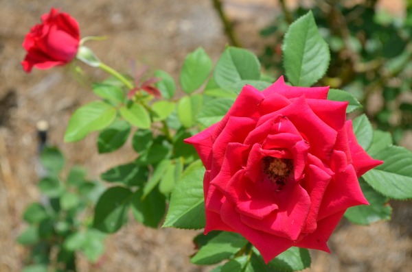 red rose