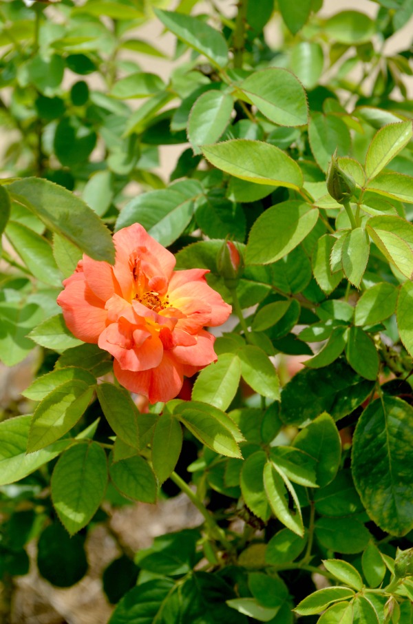 pink rose