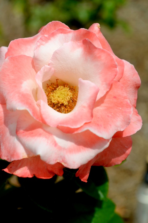 pink rose