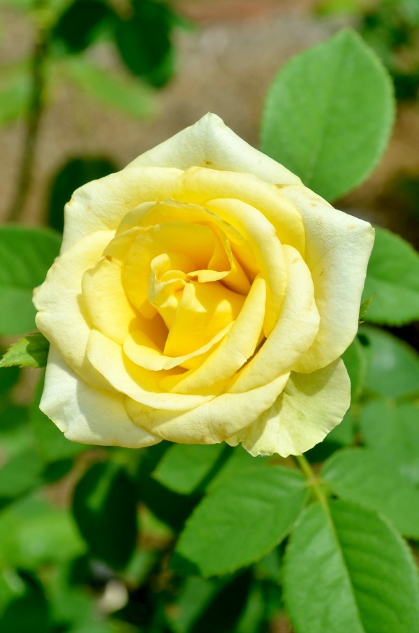 yellow rose