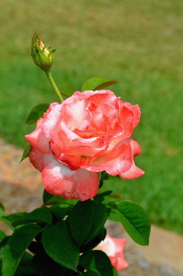 pink rose