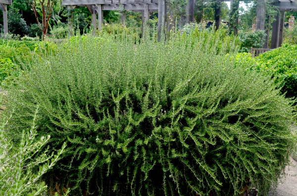 rosemary