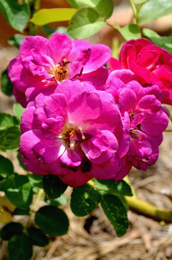 purple roses