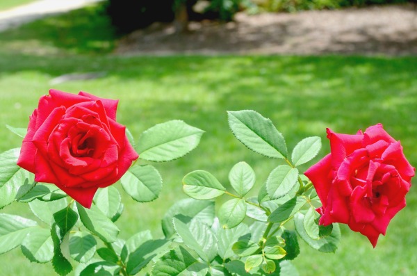 red roses