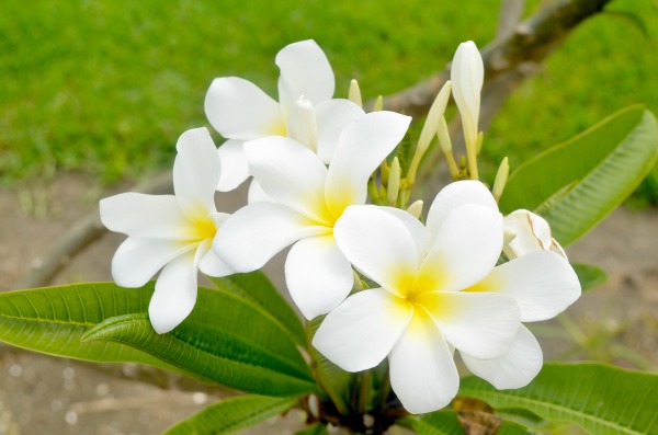 white flowers