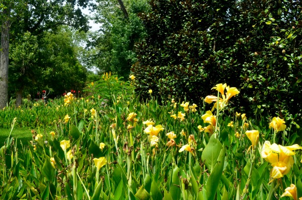 yellow flowers