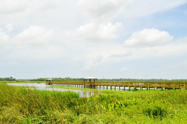 marsh