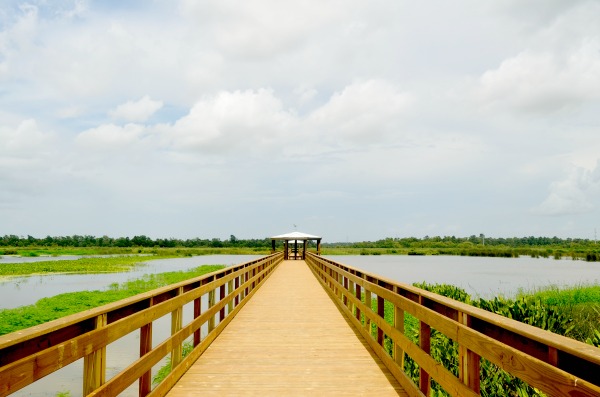 warren loosse conservatory & cattail marsh
