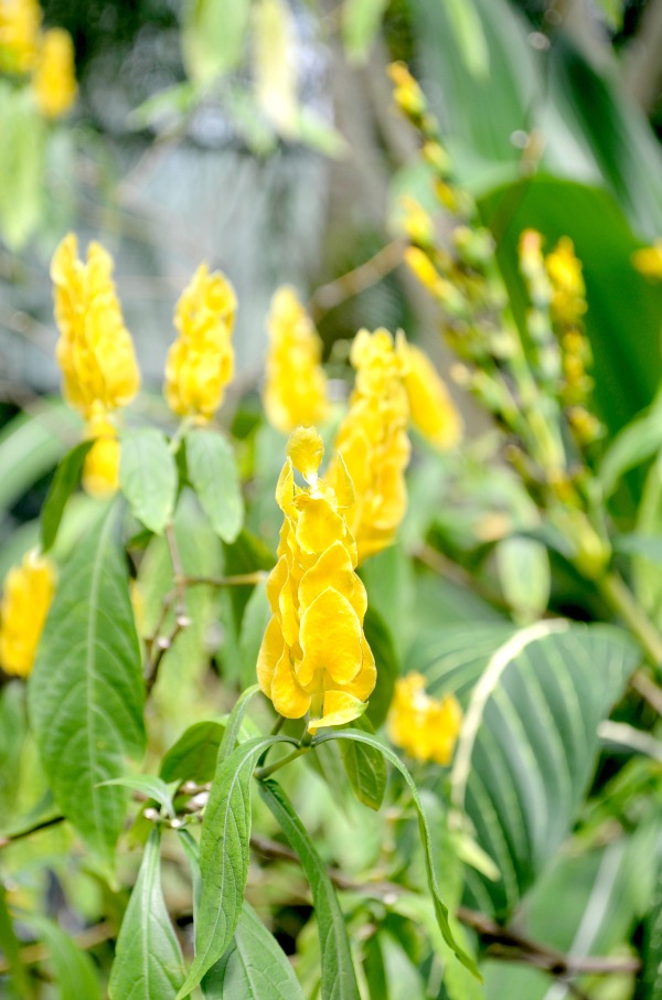 yellow flowers