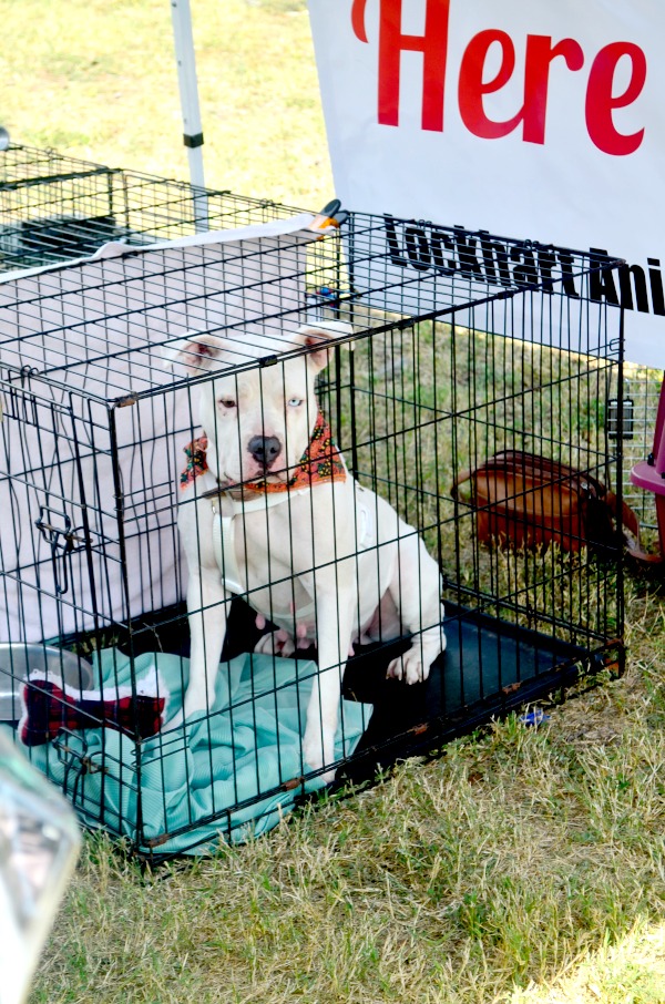white pit bull