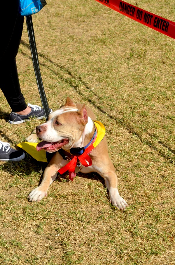  pit bull