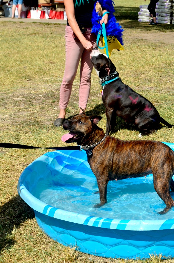 pit bulls austin