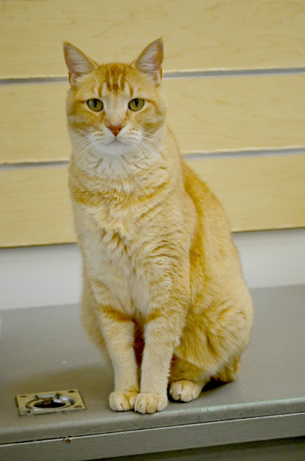orange cat