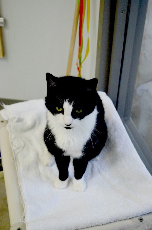 black and white cat