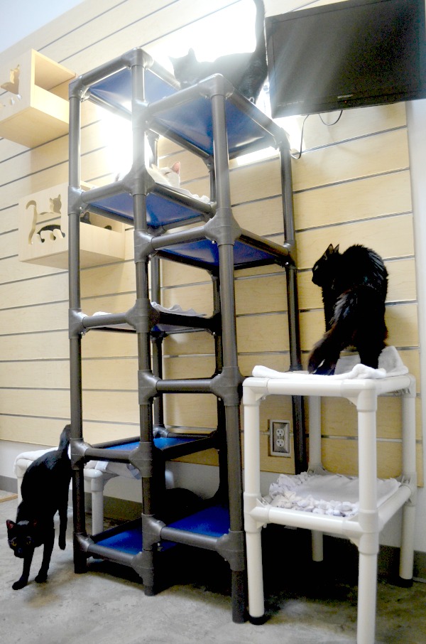 black cats