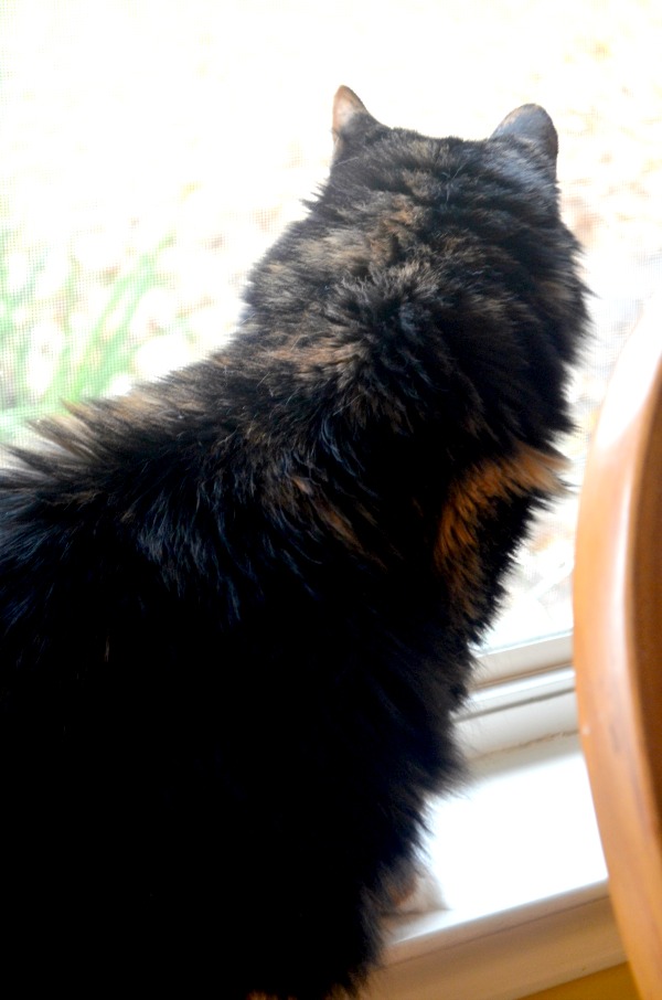 coco the cat