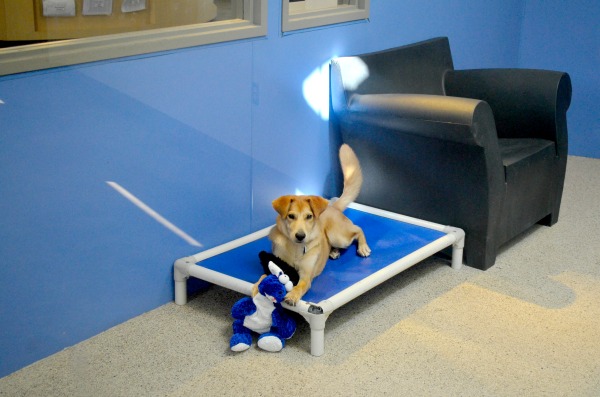real life dog room
