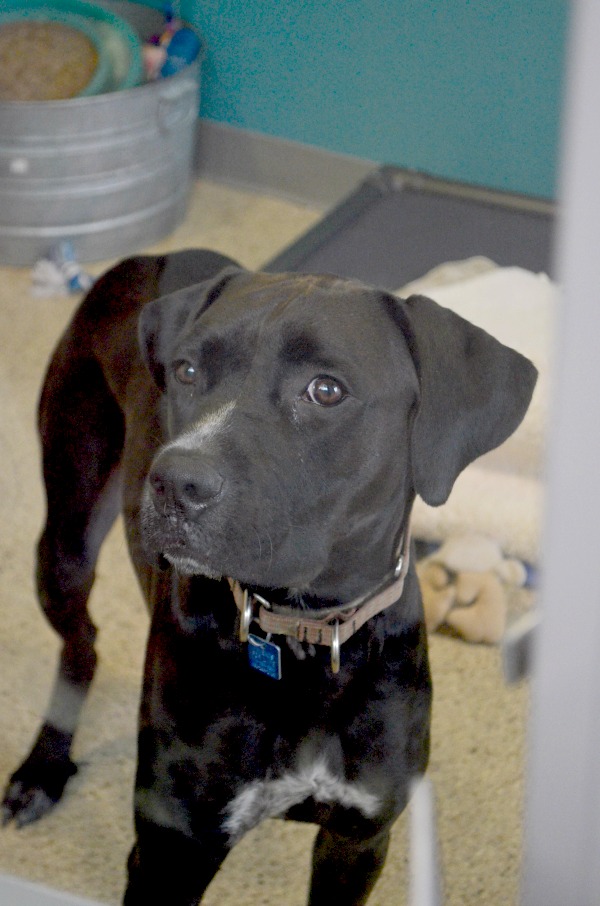 rescue dog