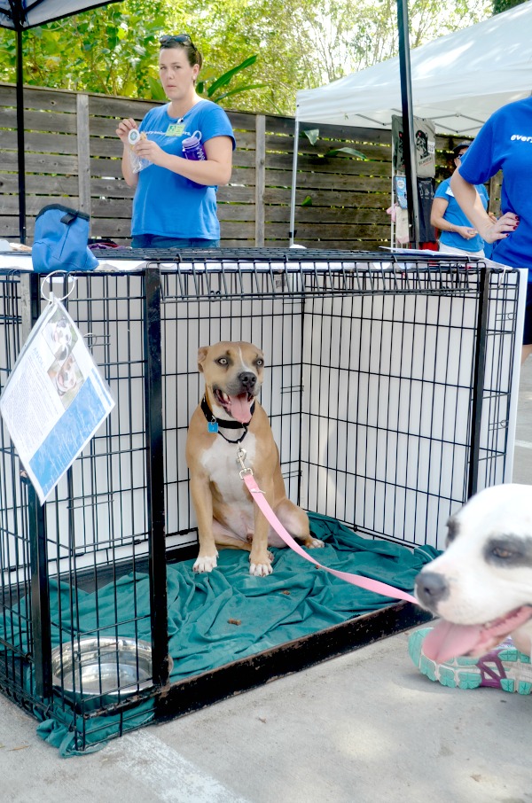 dog adoption event