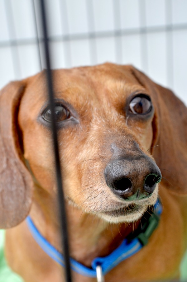 rescue dachshund