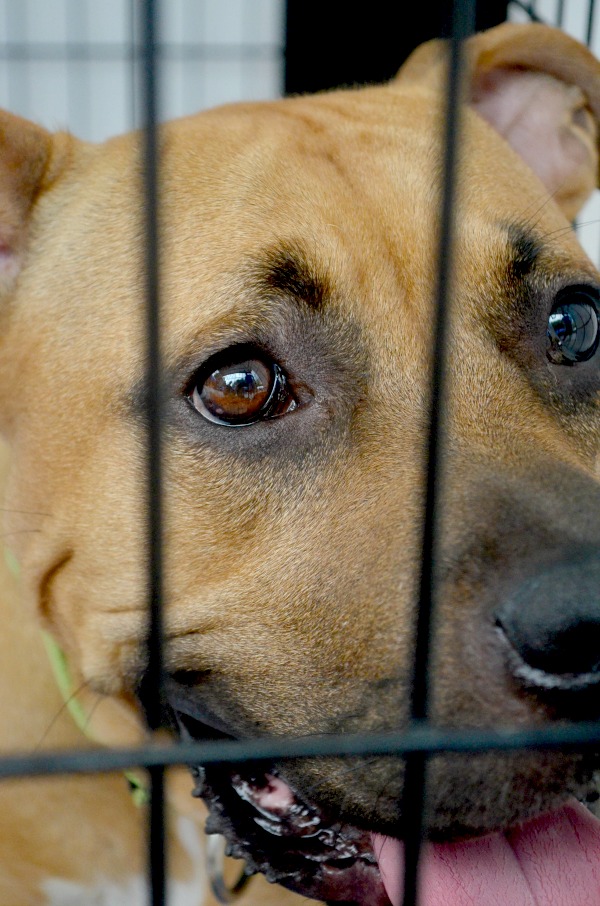 animal shelter