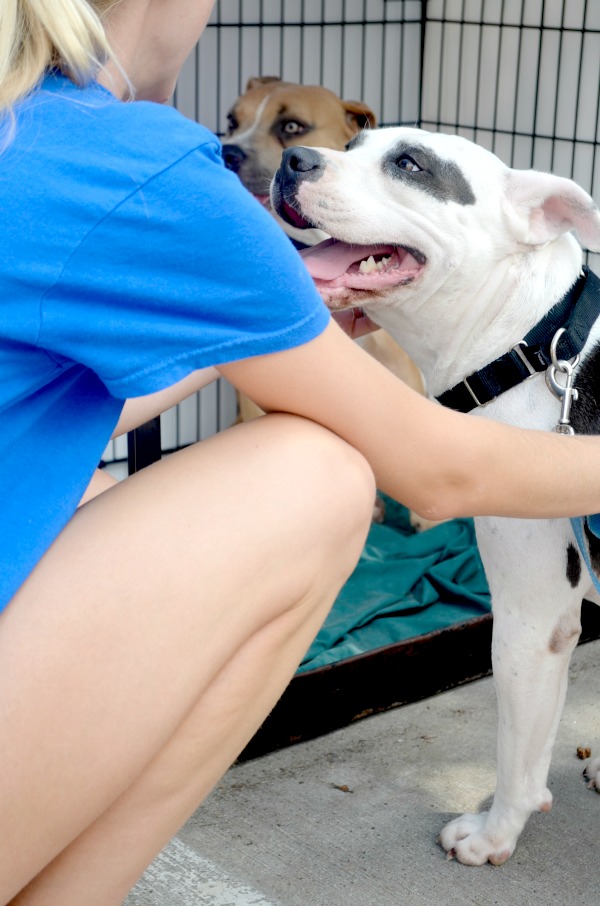 friends for life animal rescue