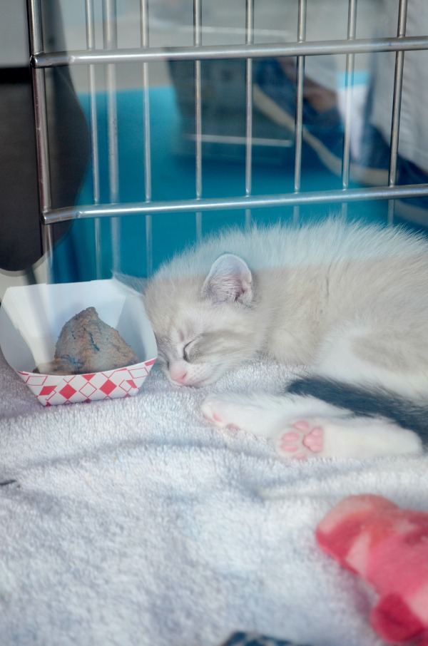  rescue kitten