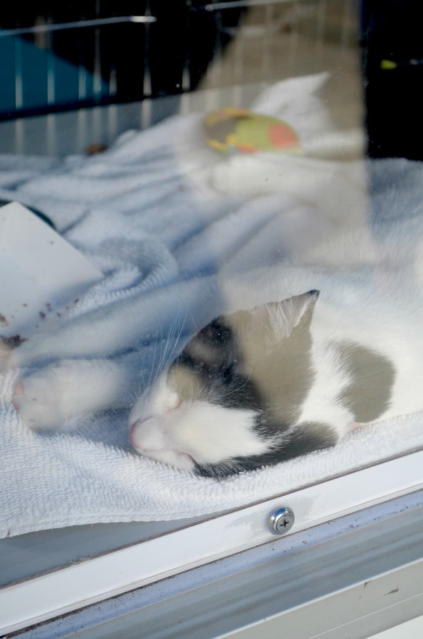 rescue kitten