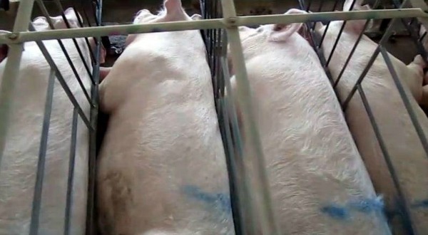 hog farm