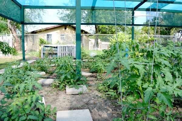 communal garden
