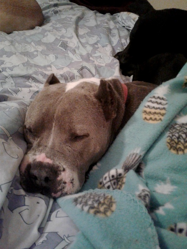 rescue pittie
