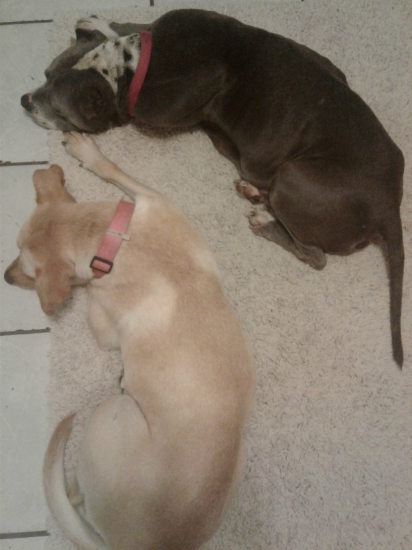 rescue dogs
