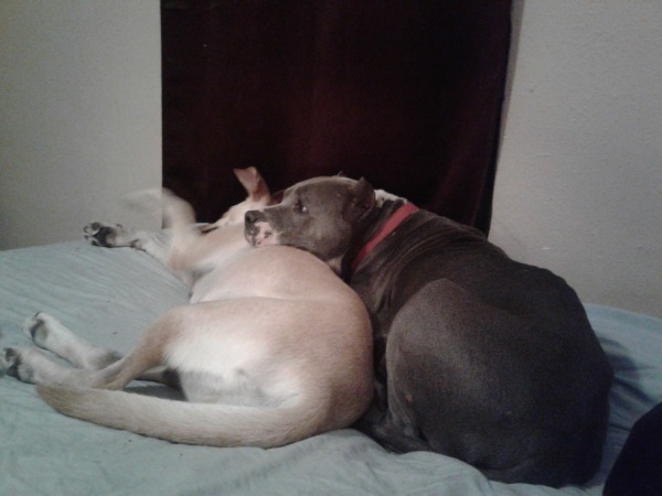 rescue dogs