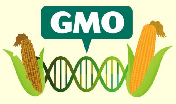 gmo seeds