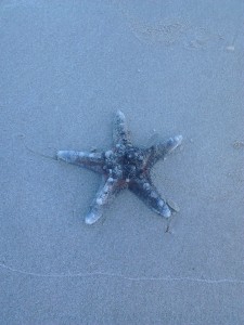starfish