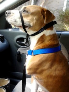 car ride