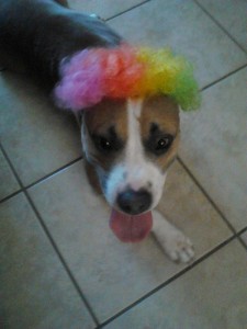 clown wig