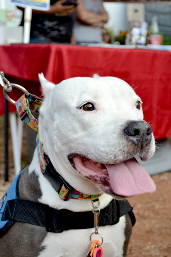 rescue dog