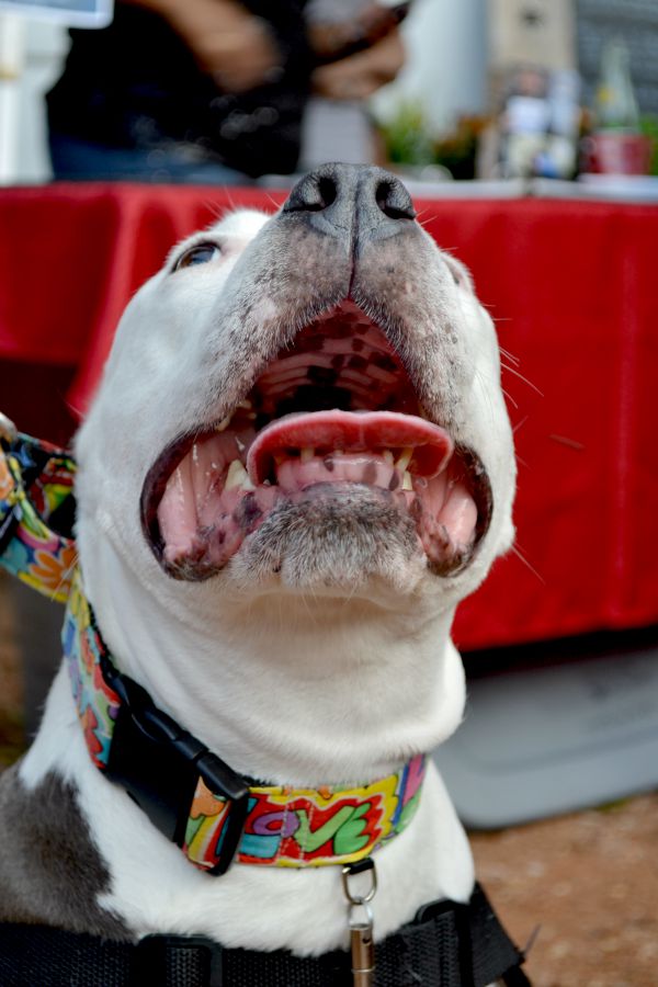 rescue dog
