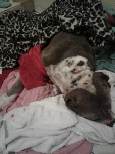 dog rescue