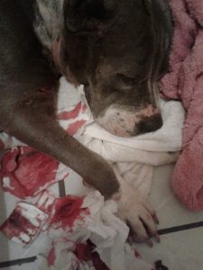 dog rescue